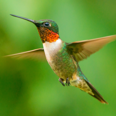 picture of a hummingbirds, plants that attract hummingbirds